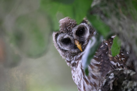 young Barred Owl at the Circle B Bar Reserve Florida USAの写真素材