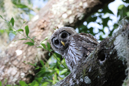 young Barred Owl at the Circle B Bar Reserve Florida USAの写真素材