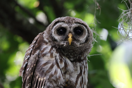 young Barred Owl at the Circle B Bar Reserve Florida USAの写真素材
