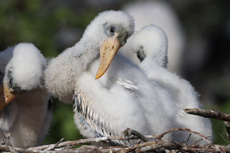 Wood Stork (Mycteria americana) Wakodahatchee Wetlands Florida USAの写真素材