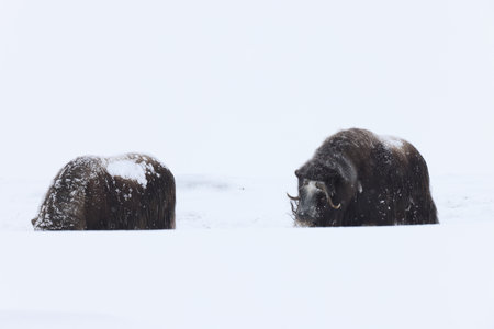 Wild Musk Ox in snow storm in Dovrefjell national park Norway