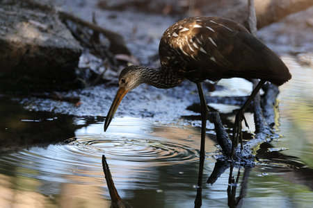 Limpkin Myakka River State Park Florida USAの写真素材