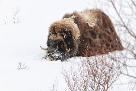 Muskox in deep snow in Dovrefjell-Sunndalsfjella National Park Norway