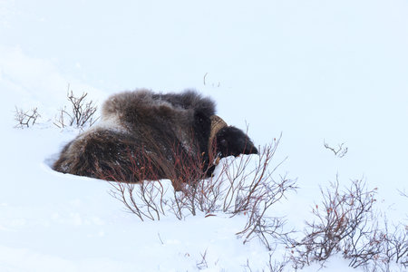 Muskox in deep snow in Dovrefjell-Sunndalsfjella National Park Norway