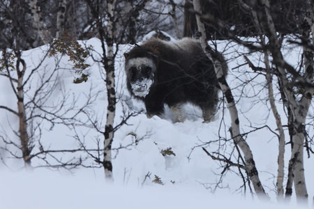 Musk ox in winter in Dovrefjell-Sunndalsfjella National Park Norwayの写真素材