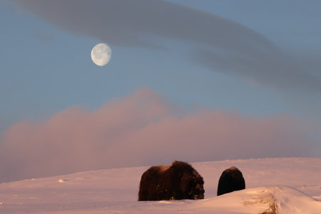 Musk ox in the first morning light in winter in Dovrefjell-Sunndalsfjella National Park Norwayの写真素材