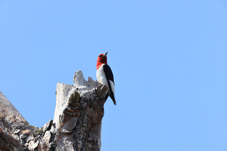 red-headed woodpecker (Melanerpes erythrocephalus) Six Mile Cypress Slough Preserve Floridaの写真素材