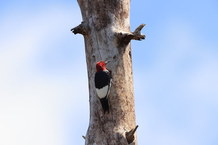 red-headed woodpecker (Melanerpes erythrocephalus) Six Mile Cypress Slough Preserve Florida