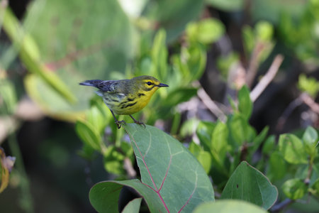 Prairie Warbler JN "Ding" Darling National Wildlife Refuge USAの写真素材