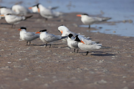 royal tern (Thalasseus maximus) Fort De Soto Park Florida USA