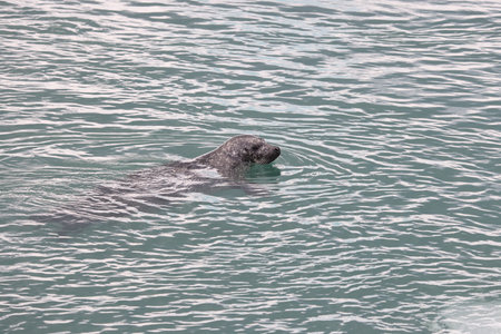 Seal Glacier Lagoon Jokulsarlon Icelandの写真素材