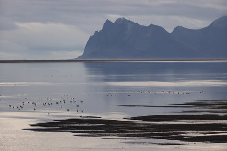 whooper swans on the icelandic coast Iceland