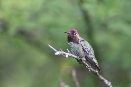 Anna's Hummingbird Vancouver Island, British Columbia, Canadaの写真素材