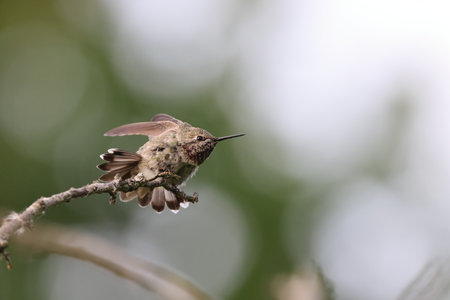 Anna's Hummingbird Vancouver Island, British Columbia, Canadaの写真素材