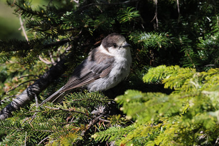 Canada jay (Perisoreus canadensis) Vancouver Island, British Columbia, Canadaの写真素材
