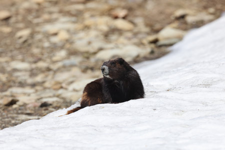 Vancouver Island Marmot(Marmota vancouverensis) Mount Washington, Vancouver Island, BC, Canadaの写真素材