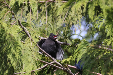 Steller's jay (Cyanocitta stelleri) Vancouver Island, British Columbia, Canada