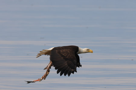 Bald Eagle Vancouver Island Canada