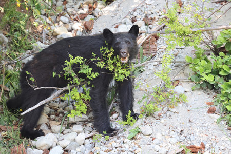 Black Bear in the forest Vancouver Island Canada