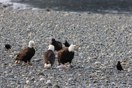 Bald Eagle Vancouver Island Canada