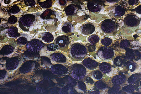 Botanical Beach Provincial Park Sea urchins in the tide pool (Vancouver Island) Canadaの写真素材