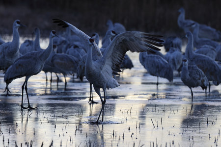 Sandhill Crane Bernardo Waterfowl Area â Bosque, New Mexico USAの写真素材