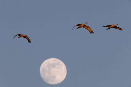 Sandhill Crane and full moon Bernardo Waterfowl Area â Bosque, New Mexico USAの写真素材