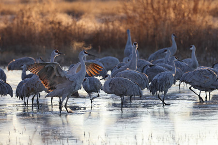 Sandhill Crane Bernardo Waterfowl Area â Bosque, New Mexico USAの写真素材