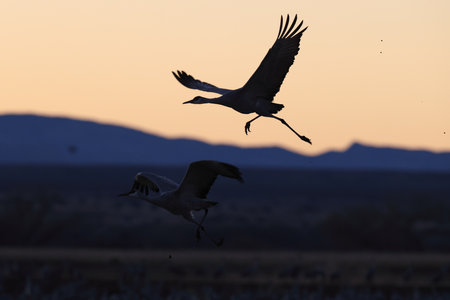 Sandhill Crane Bernardo Waterfowl Area â Bosque, New Mexico USAの写真素材