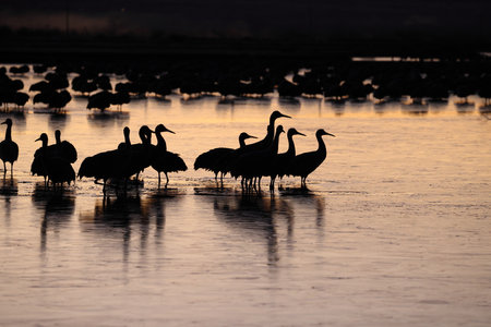 Sandhill Crane Bernardo Waterfowl Area â Bosque, New Mexico USAの写真素材