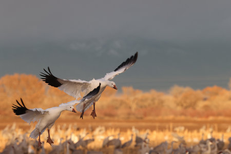 Snow geese Bernardo Waterfowl Area â Bosque, New Mexico USAの写真素材