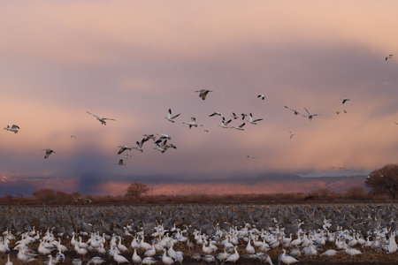 Snow geese Bernardo Waterfowl Area â Bosque, New Mexico USAの写真素材