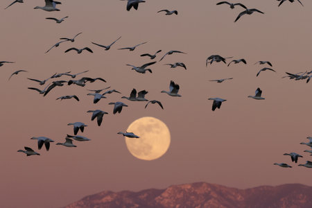 Snow geese and full moon Bernardo Waterfowl Area â Bosque, New Mexico USAの写真素材