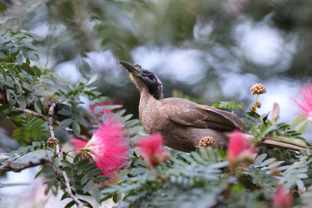 silver-crowned friarbird (Philemon argenticeps) Queensland, Australiaの写真素材