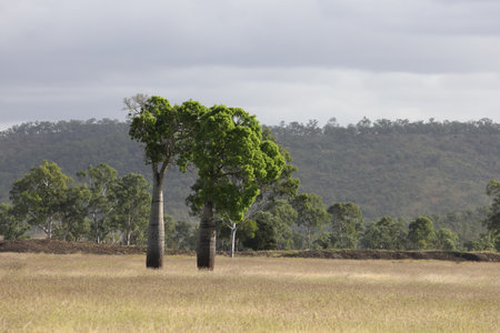 Narrow-leaved bottle tree or Queensland bottle tree (Brachychiton rupestris), Queensland, Australia