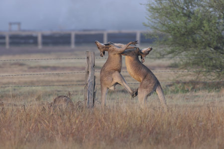 eastern gray kangaroo Queensland Australiaの写真素材