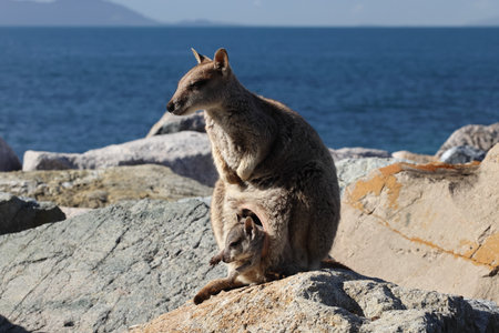 allied rock-wallaby , Petrogale assimilis Magnetic Island in Queensland, Australia