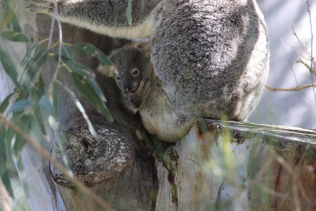 A wild koala and its baby sitting in a tree Queensland Australiaの写真素材