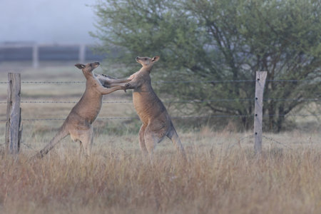eastern gray kangaroo Queensland Australiaの写真素材