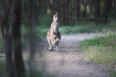 eastern gray kangaroo Australia