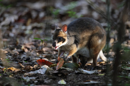 red-legged pademelon (Thylogale stigmatica) in the rainforest Queensland, Australia
