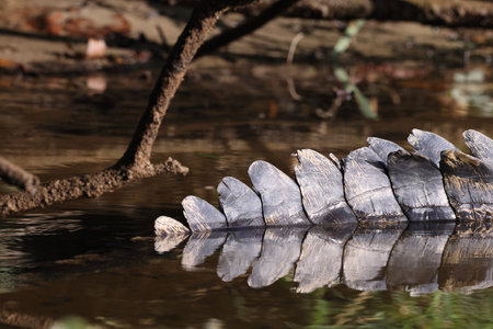 Australian Saltwater Crocodile Daintree River Queensland, Australiaの写真素材