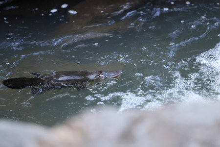 a platypus floating in a creek on the Eungella National Park, Queensland, Australiaの写真素材