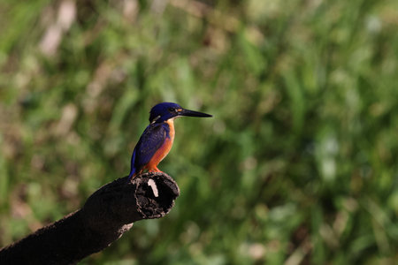 Australian Azure Kingfisher Queensland, Australiaの写真素材