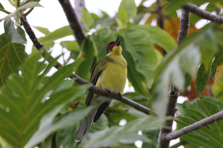 Australasian figbird (Sphecotheres vieilloti) Queensland, Australiaの写真素材