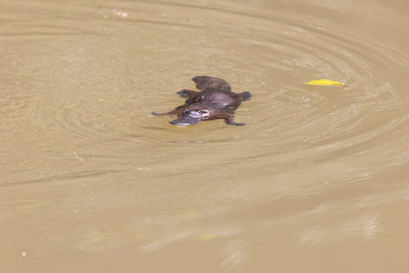 a platypus floating in a creek on the Eungella National Park, Queensland, Australiaの写真素材