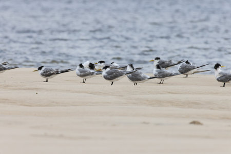 greater crested tern (Thalasseus bergii velox, Sterna bergii) Noosa Heads, Queensland, Australiaの写真素材