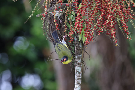 Australasian figbird (Sphecotheres vieilloti) Queensland, Australiaの写真素材