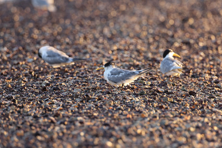 greater crested tern (Thalasseus bergii velox, Sterna bergii) Queensland, Australia