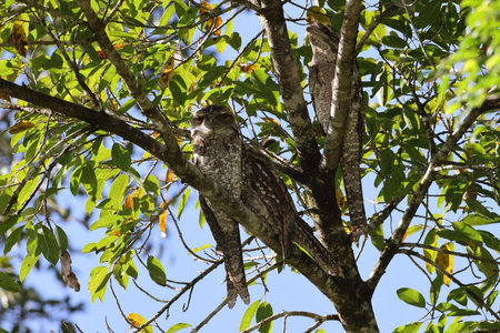 Tawny frogmouth (Podargus strigoides) Queensland, Australiaの写真素材
